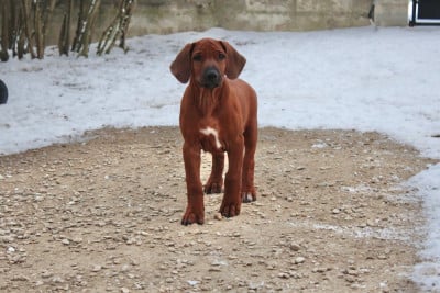 Les chiots de Rhodesian Ridgeback