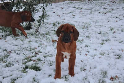 Les chiots de Rhodesian Ridgeback