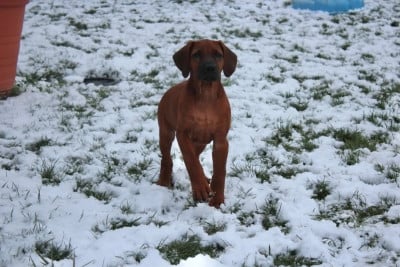 Les chiots de Rhodesian Ridgeback