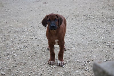 Les chiots de Rhodesian Ridgeback