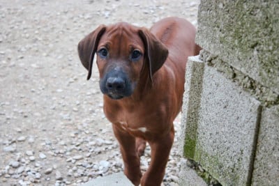 Les chiots de Rhodesian Ridgeback