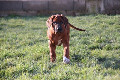 Les chiots de Rhodesian Ridgeback