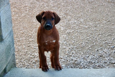 Les chiots de Rhodesian Ridgeback