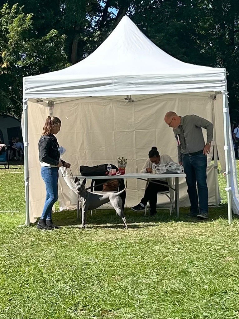 CH. Savanah (Sans Affixe) - CACS meilleur de race