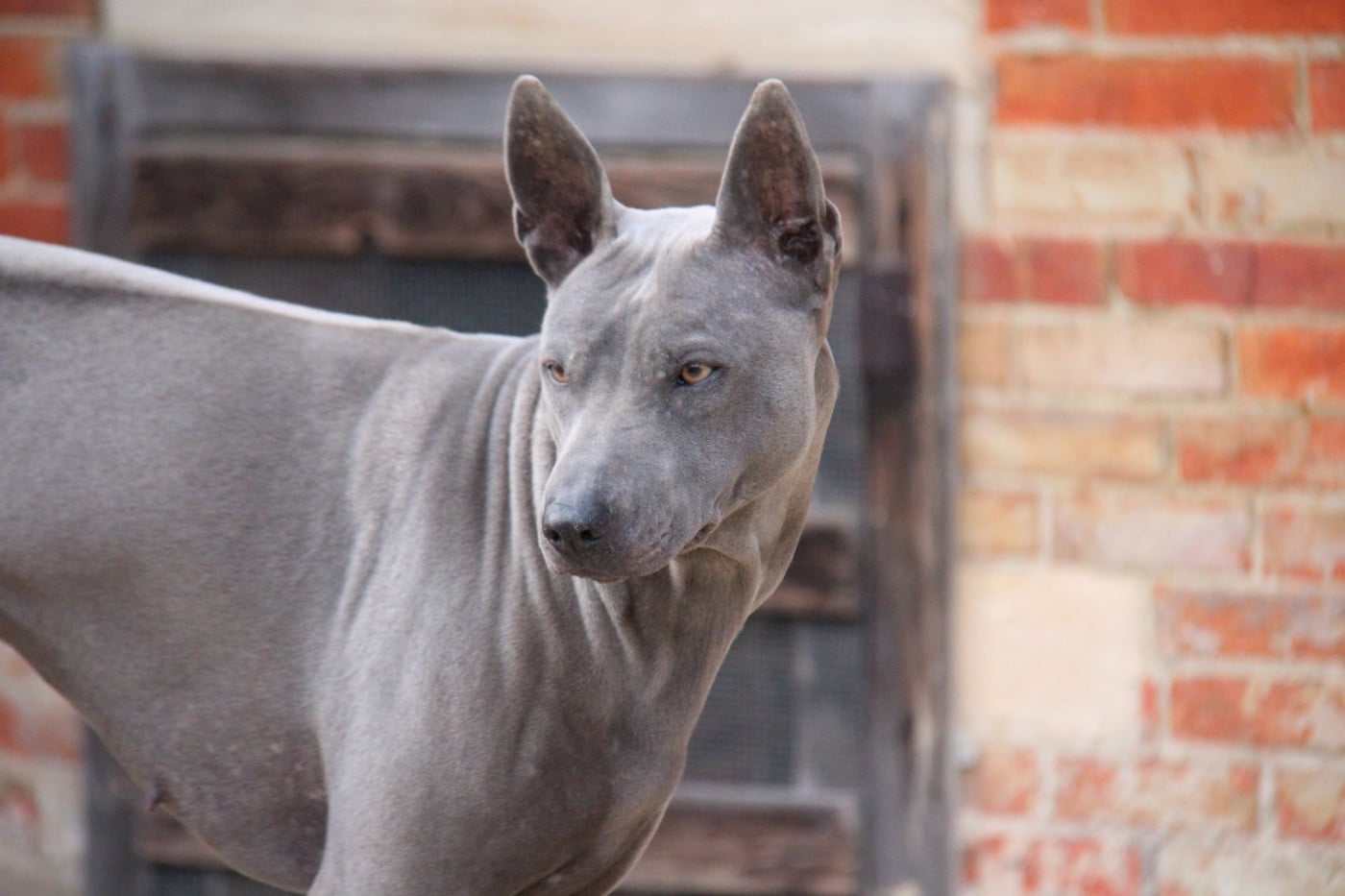 CH. Savanah (Sans Affixe) - CACS meilleur de race