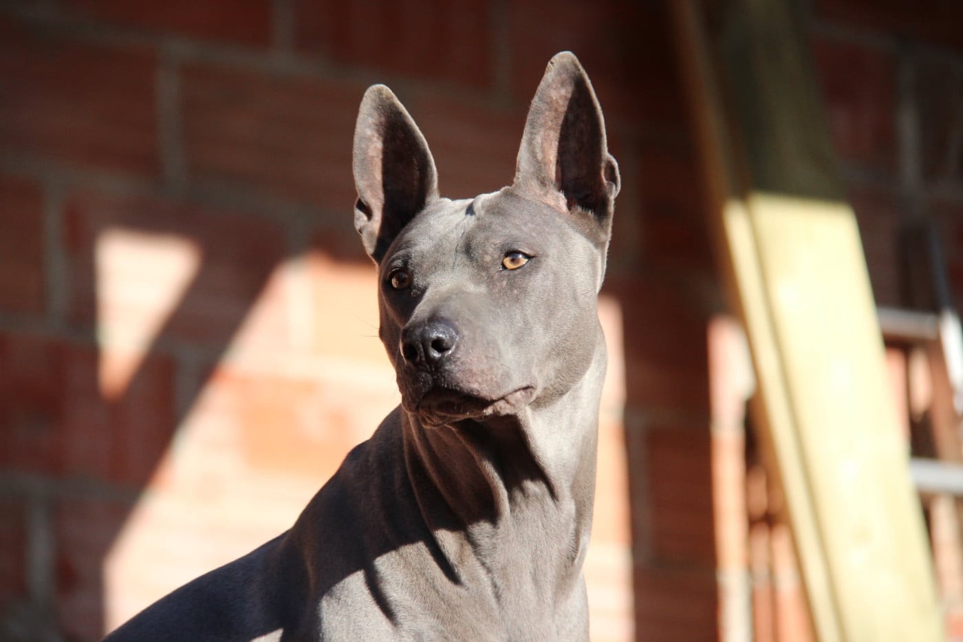 CH. Savanah (Sans Affixe) - 1e excellent CACS