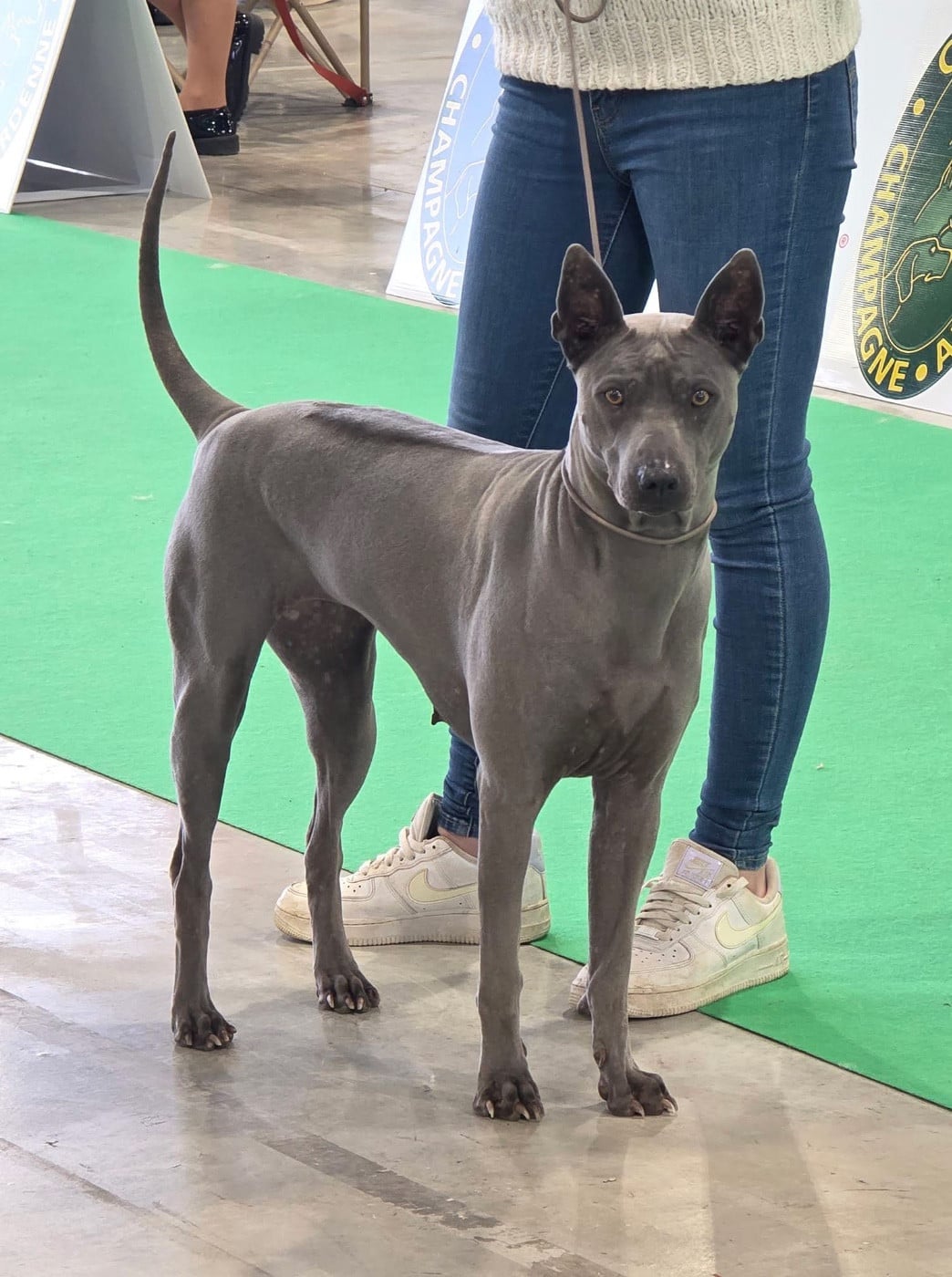 CH. Savanah (Sans Affixe) - CACS CACIB meilleur de race