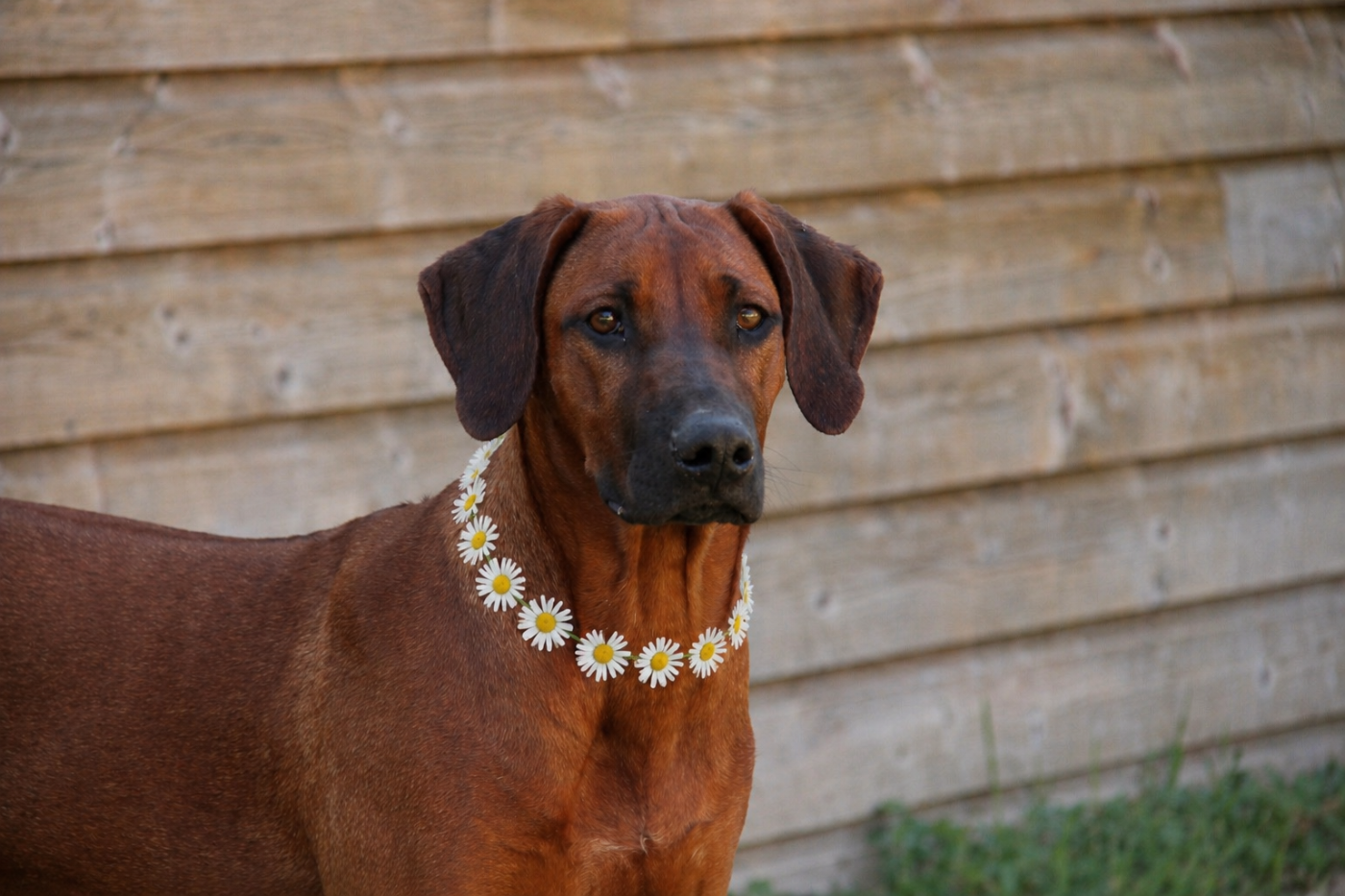 Amanzi Ayaphuma Des Plaines Du Mont Moret - Très prometteur meilleur Puppy 2e meilleur Puppy de l exposition