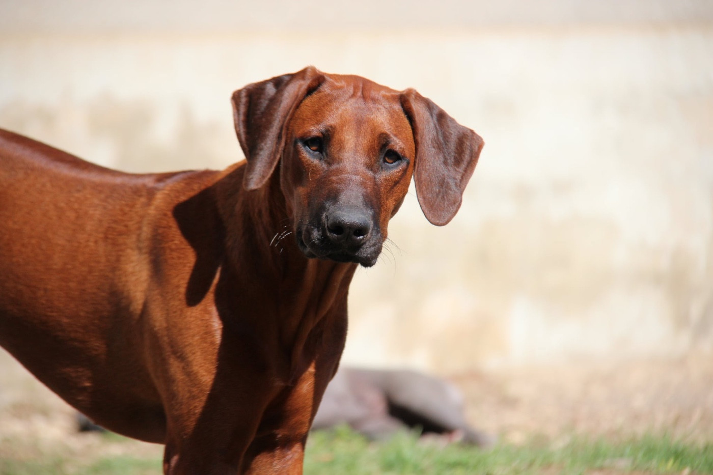 Amanzi Ayaphuma Des Plaines Du Mont Moret - 1er très prometteur meilleur Puppy Femelle
