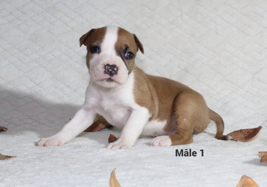 American Staffordshire Terrier - Du Souffle Des Salines