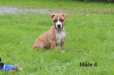 Les chiots de American Staffordshire Terrier