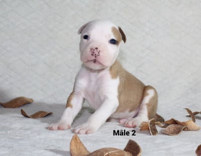 Les chiots de American Staffordshire Terrier