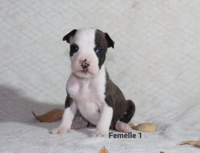 Les chiots de American Staffordshire Terrier