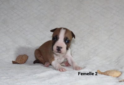 Les chiots de American Staffordshire Terrier