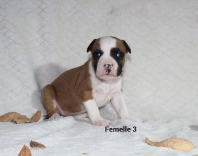 Les chiots de American Staffordshire Terrier