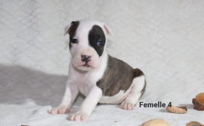 Les chiots de American Staffordshire Terrier