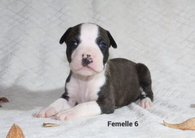 Les chiots de American Staffordshire Terrier