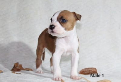 Les chiots de American Staffordshire Terrier