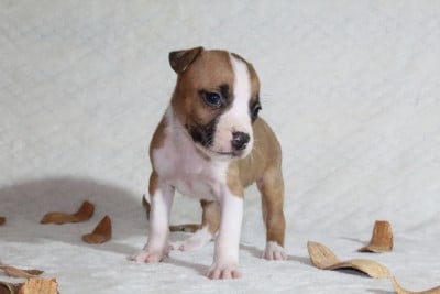 Les chiots de American Staffordshire Terrier