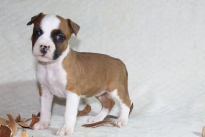 Les chiots de American Staffordshire Terrier
