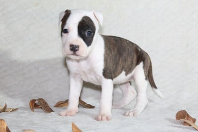 Les chiots de American Staffordshire Terrier