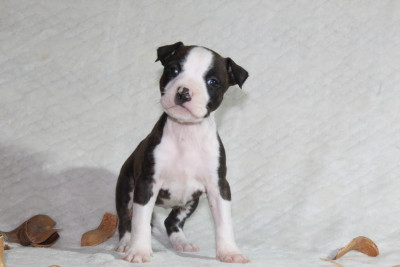 Les chiots de American Staffordshire Terrier