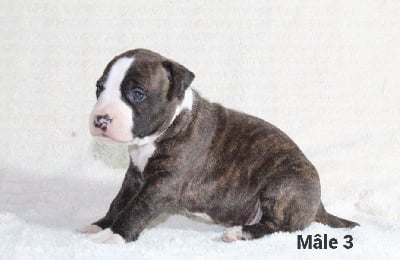 Les chiots de American Staffordshire Terrier