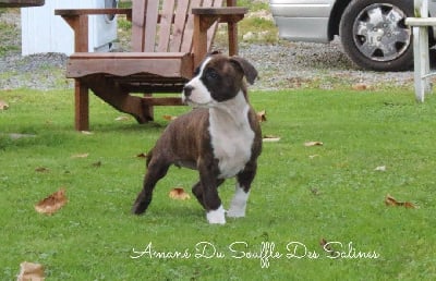 Les chiots de American Staffordshire Terrier
