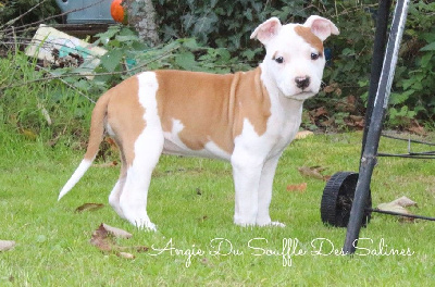 Les chiots de American Staffordshire Terrier