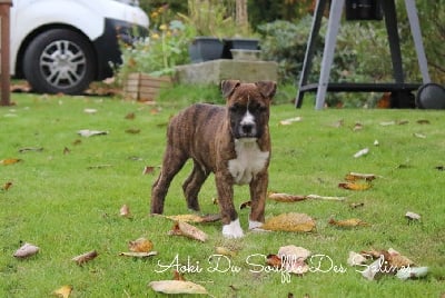Les chiots de American Staffordshire Terrier
