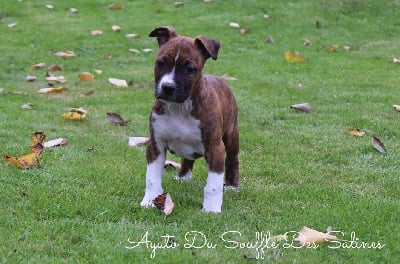 Les chiots de American Staffordshire Terrier