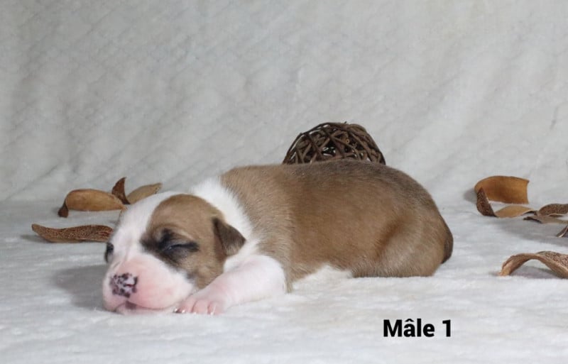 American Staffordshire Terrier - Du Souffle Des Salines
