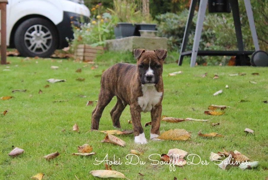 American Staffordshire Terrier - Du Souffle Des Salines