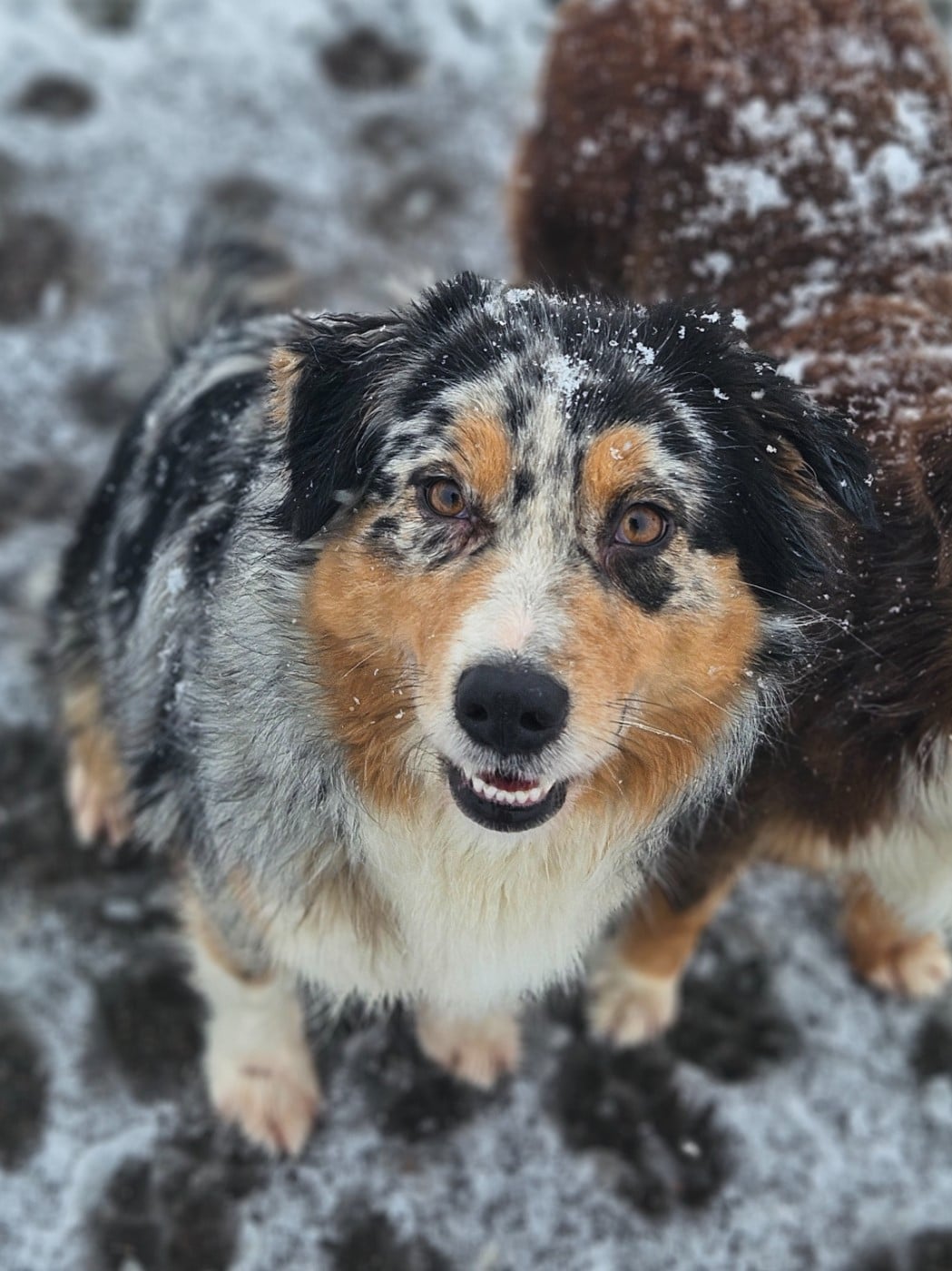 Taïga precious flower de nanj'kaibloom