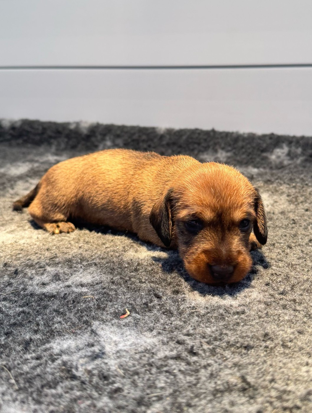 Publication : Des Terres De La Meouge Auteur : Anouchka KRIVOFF