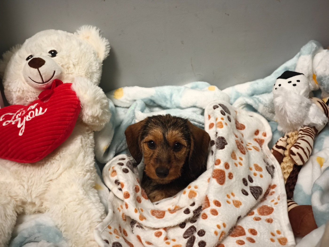 Publication : Des Terres De La Meouge Auteur : Anouchka KRIVOFF