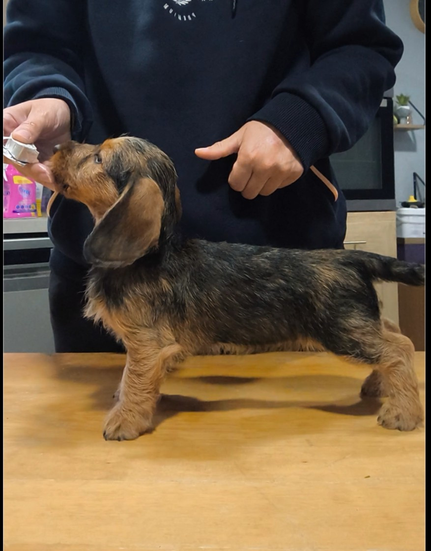 Publication : Des Terres De La Meouge Auteur : Anouchka KRIVOFF