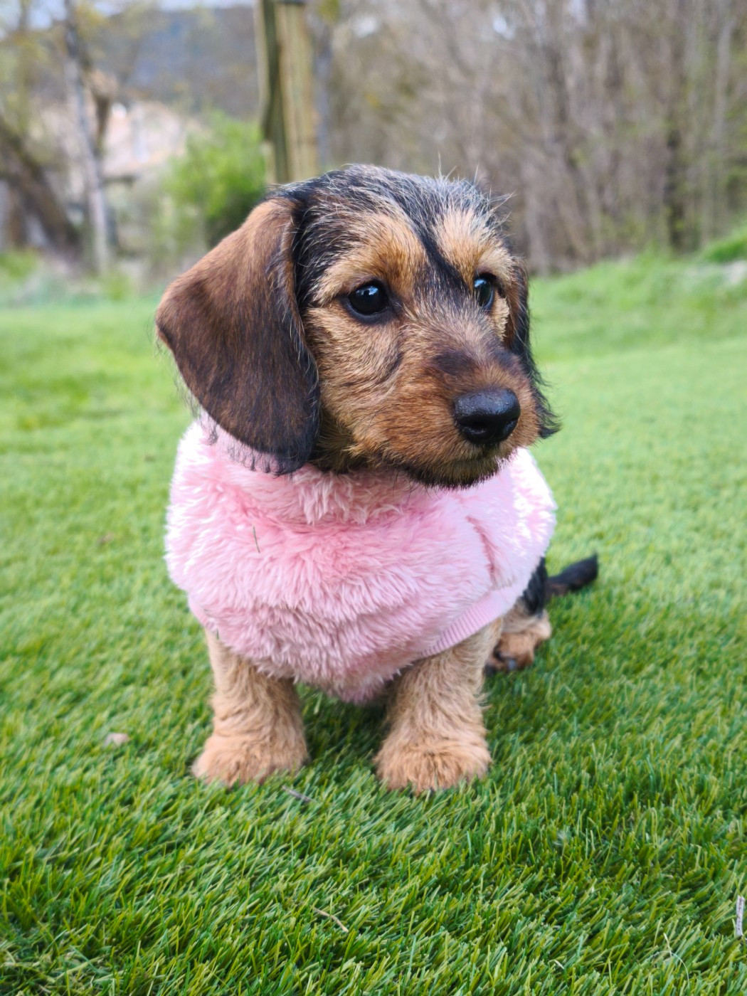 Publication : Des Terres De La Meouge Auteur : Anouchka KRIVOFF