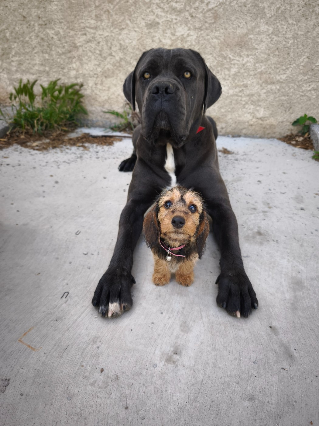 Publication : Des Terres De La Meouge Auteur : Anouchka KRIVOFF