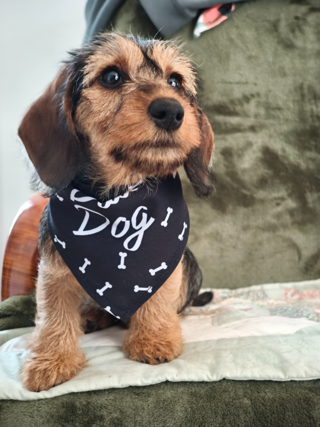 Publication : Des Terres De La Meouge Auteur : Anouchka KRIVOFF