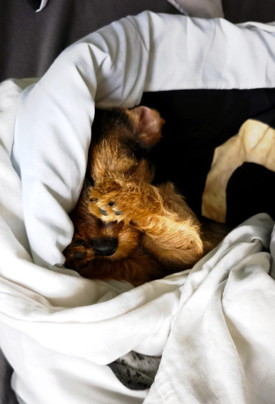 Publication : Des Terres De La Meouge Auteur : Anouchka KRIVOFF