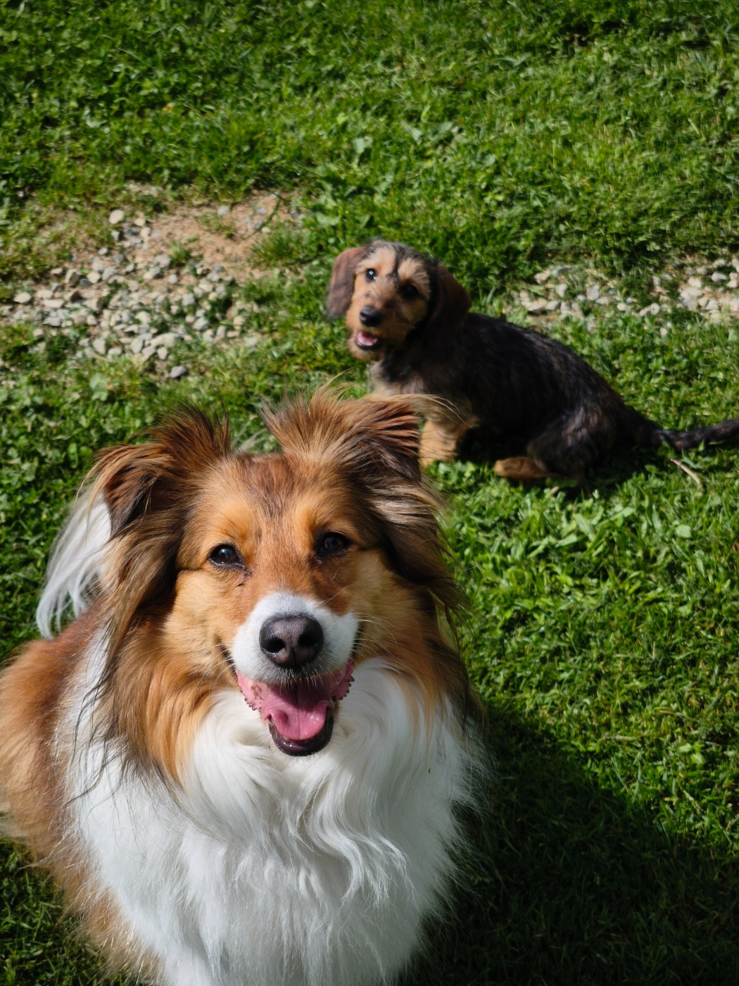 Publication : Des Terres De La Meouge Auteur : Anouchka KRIVOFF