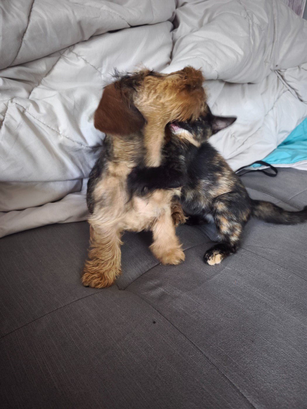 Publication : Des Terres De La Meouge Auteur : Anouchka KRIVOFF