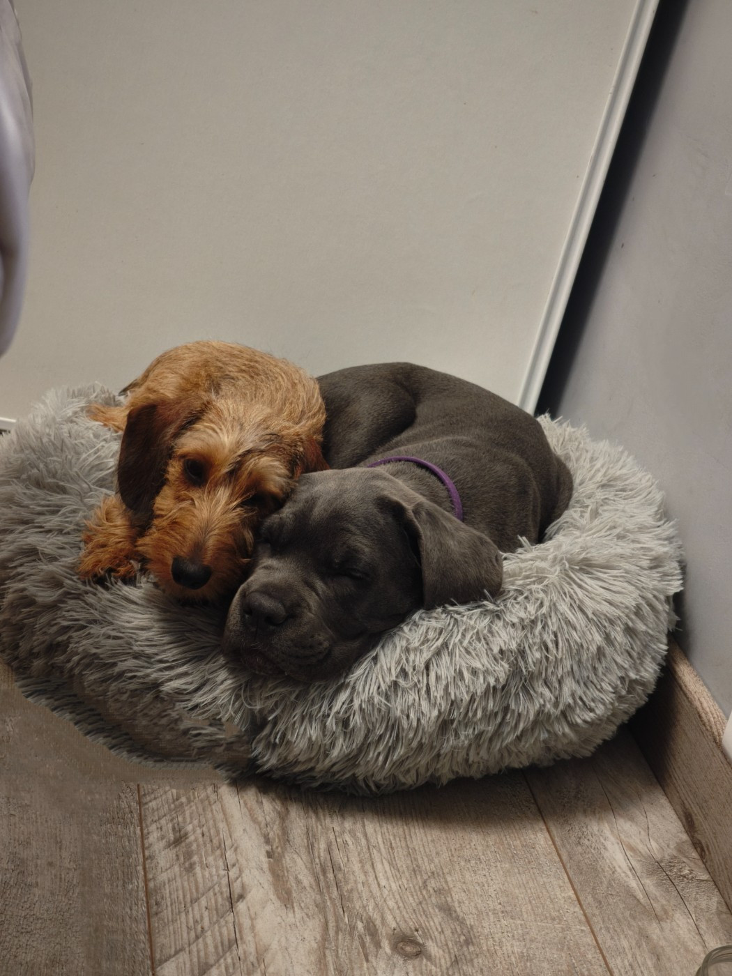 Publication : Des Terres De La Meouge Auteur : Anouchka KRIVOFF