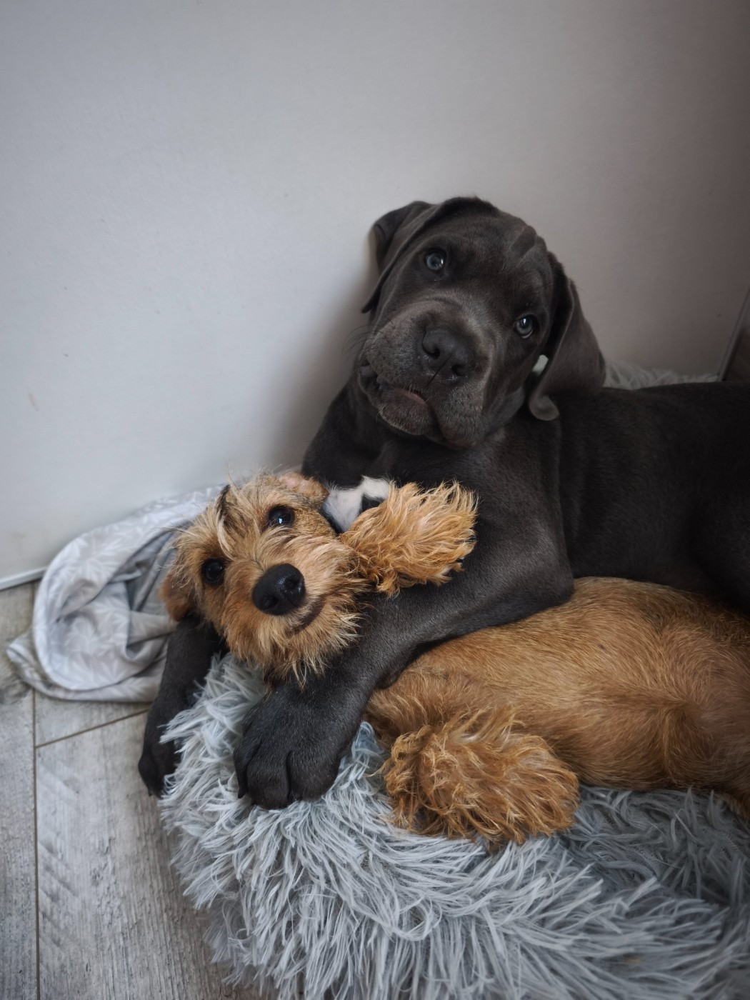 Publication : Des Terres De La Meouge Auteur : Anouchka KRIVOFF