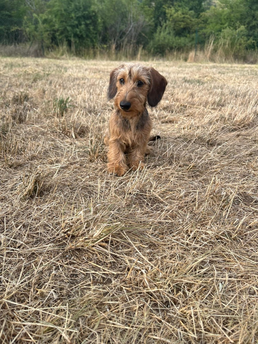 Publication : Des Terres De La Meouge Auteur : Anouchka KRIVOFF