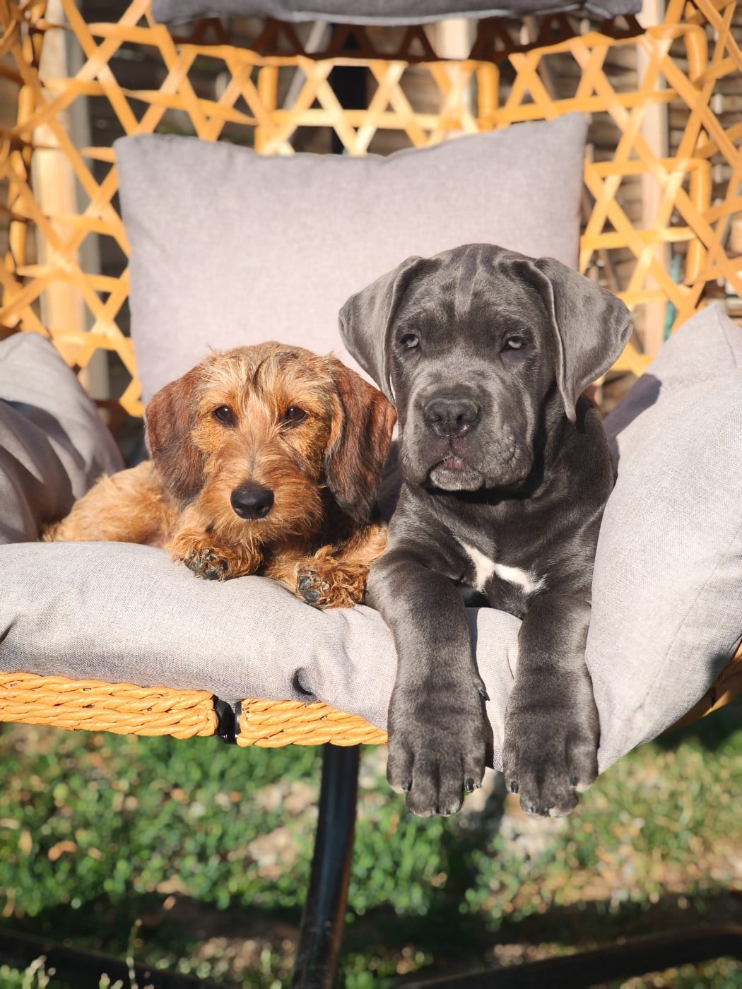 Publication : Des Terres De La Meouge Auteur : Anouchka KRIVOFF