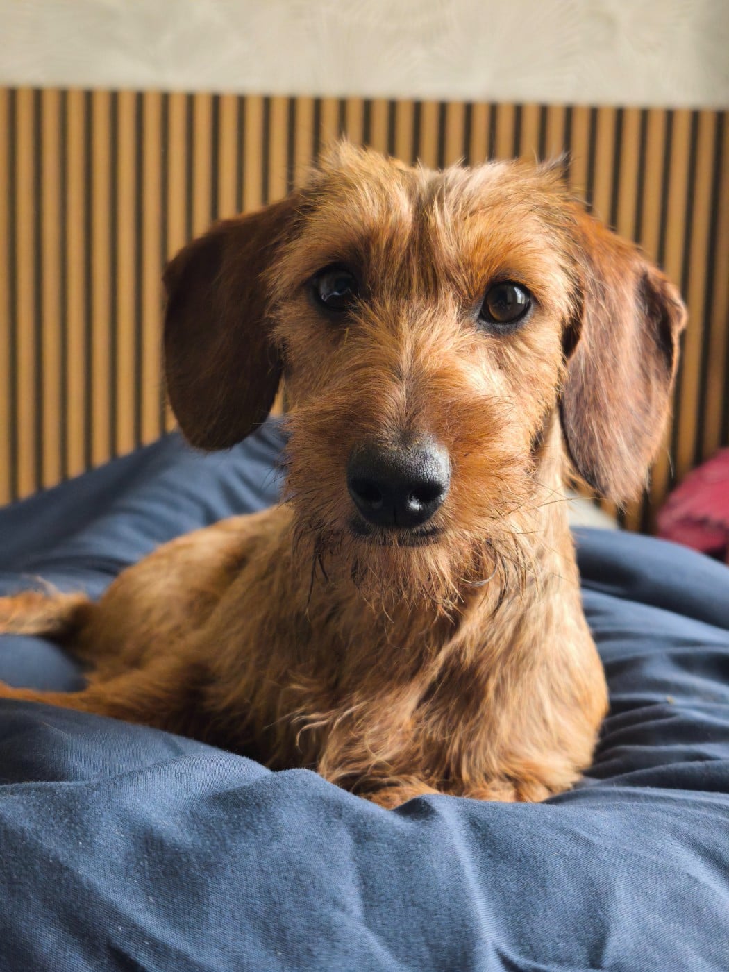 Publication : Des Terres De La Meouge Auteur : Anouchka KRIVOFF