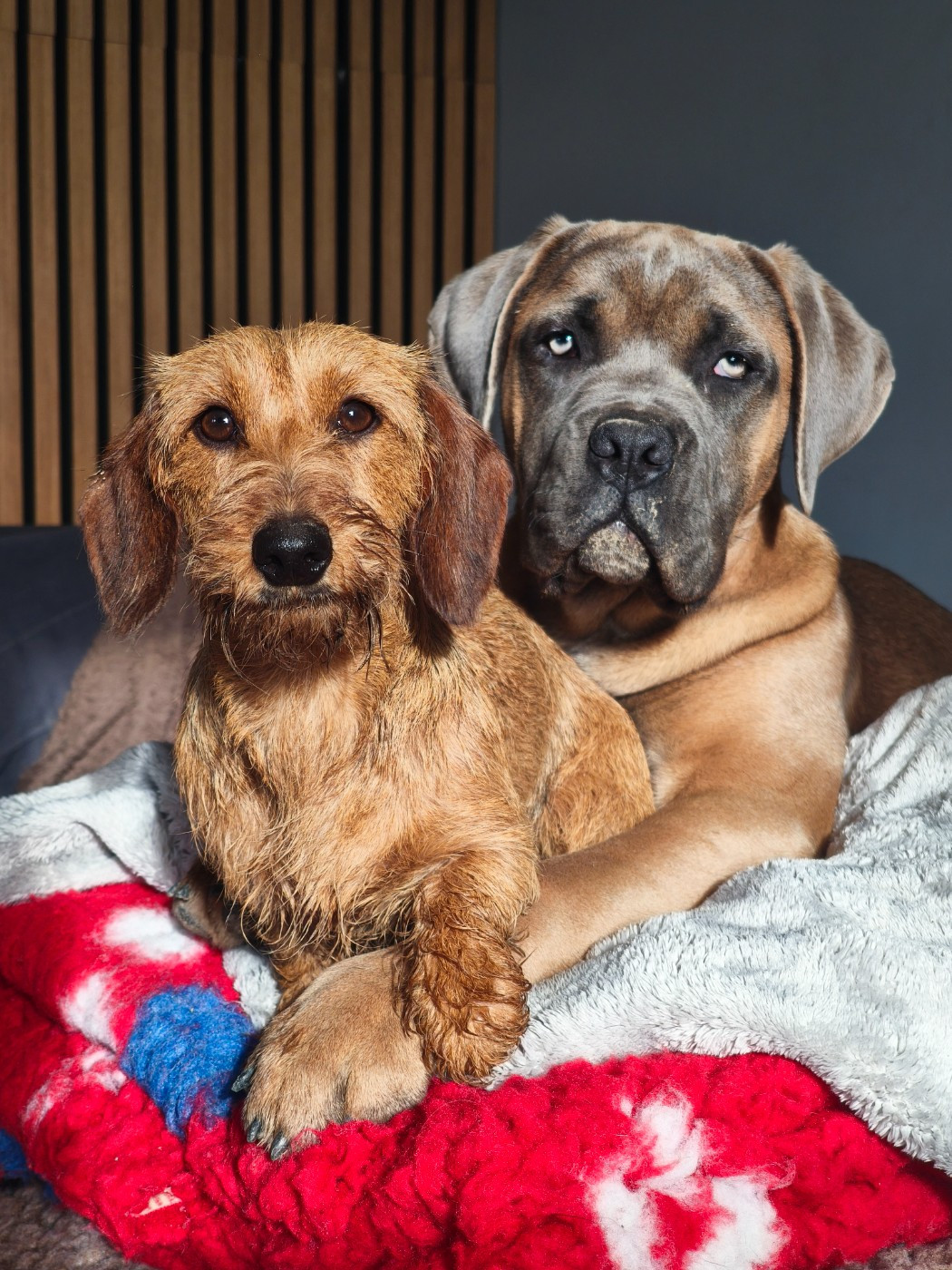 Publication : Des Terres De La Meouge Auteur : Anouchka KRIVOFF