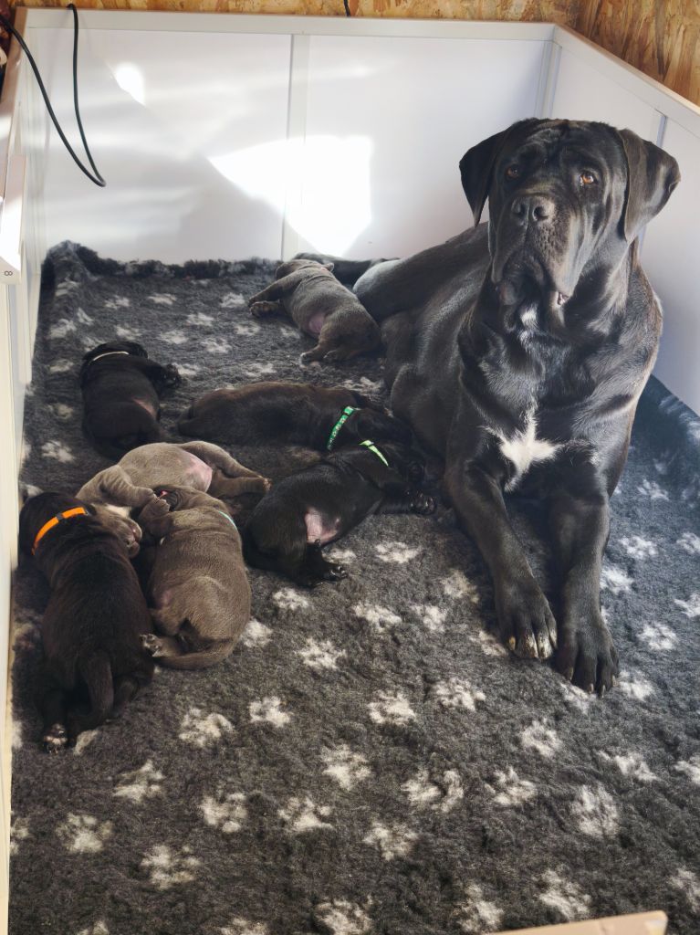 Cane Corso - Des Terres De La Meouge
